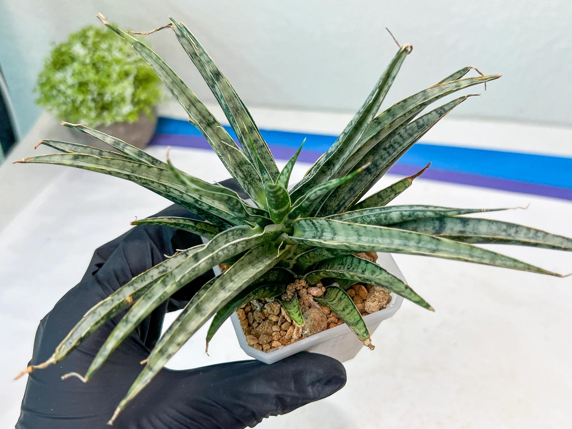 Sansevieria Hara Spaik (#AC49) | Rare Imported