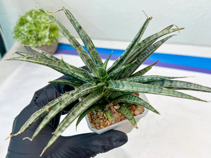 Sansevieria Hara Spaik (#AC49) | Rare Imported