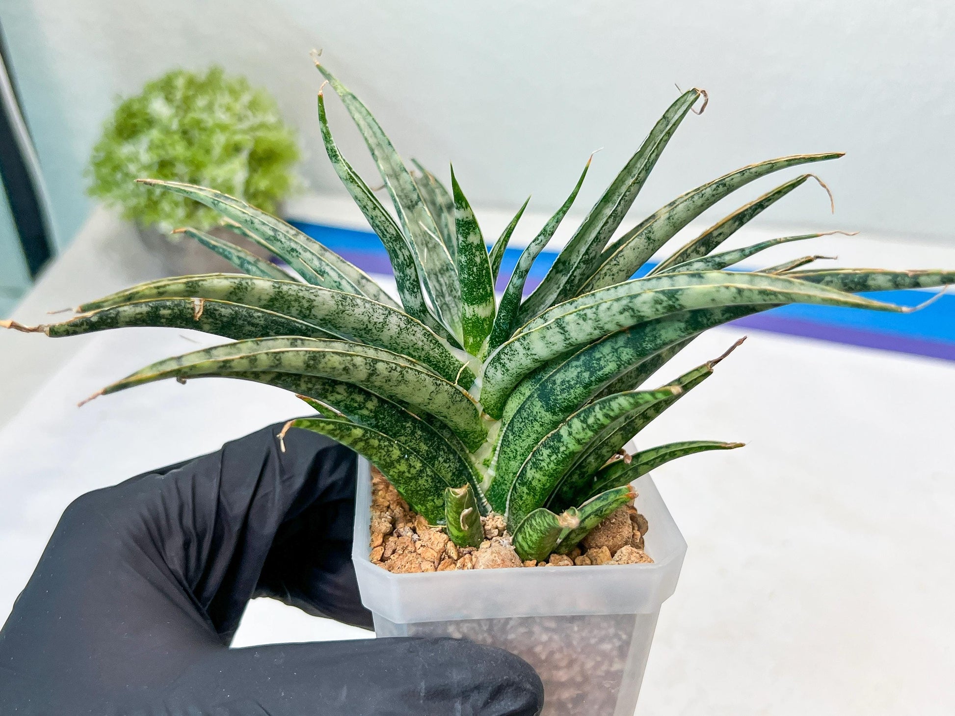 Sansevieria Hara Spaik (#AC49) | Rare Imported