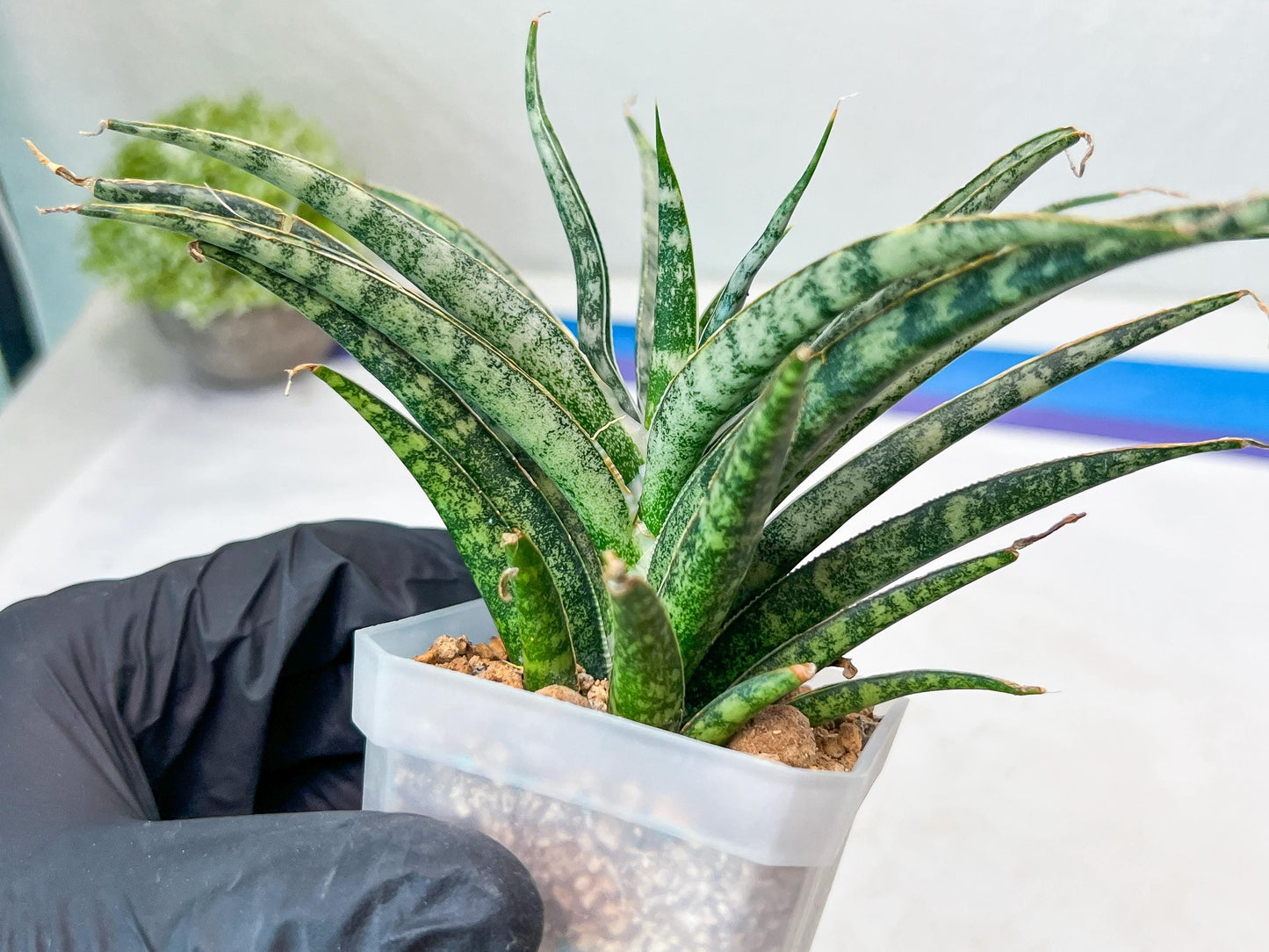 Sansevieria Hara Spaik (#AC49) | Rare Imported