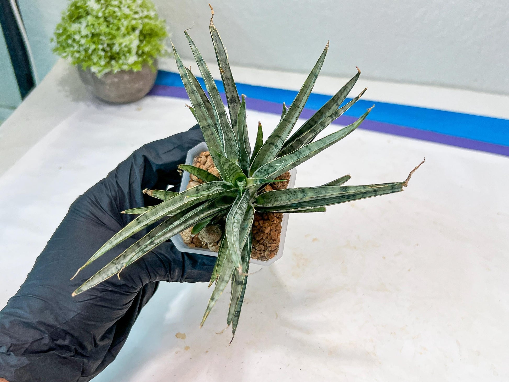 Sansevieria Hara Spaik (#AC49) | Rare Imported