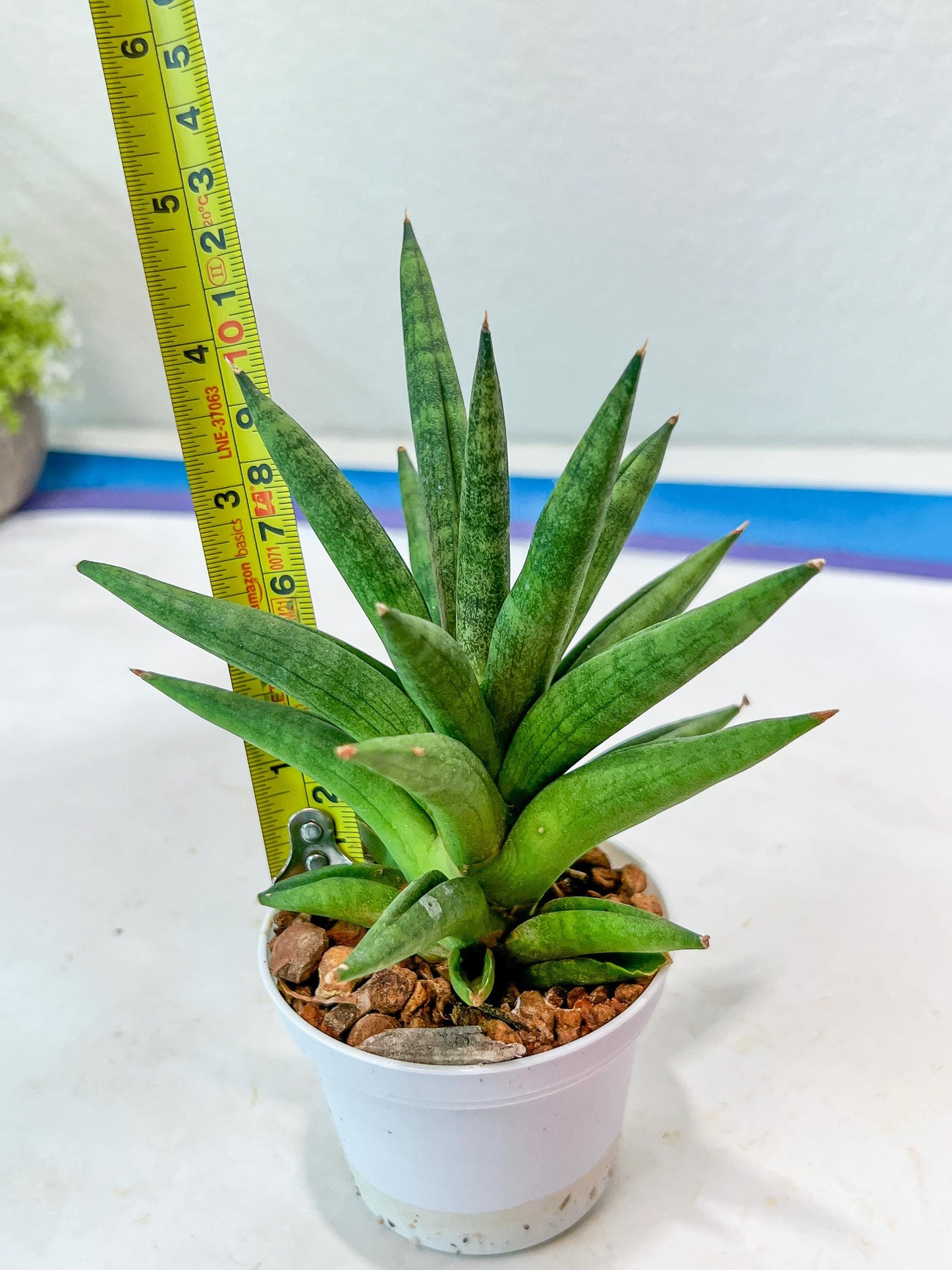 Sansevieria Repeta (#AC50) | Uncover an Exotic Botanical Wonder