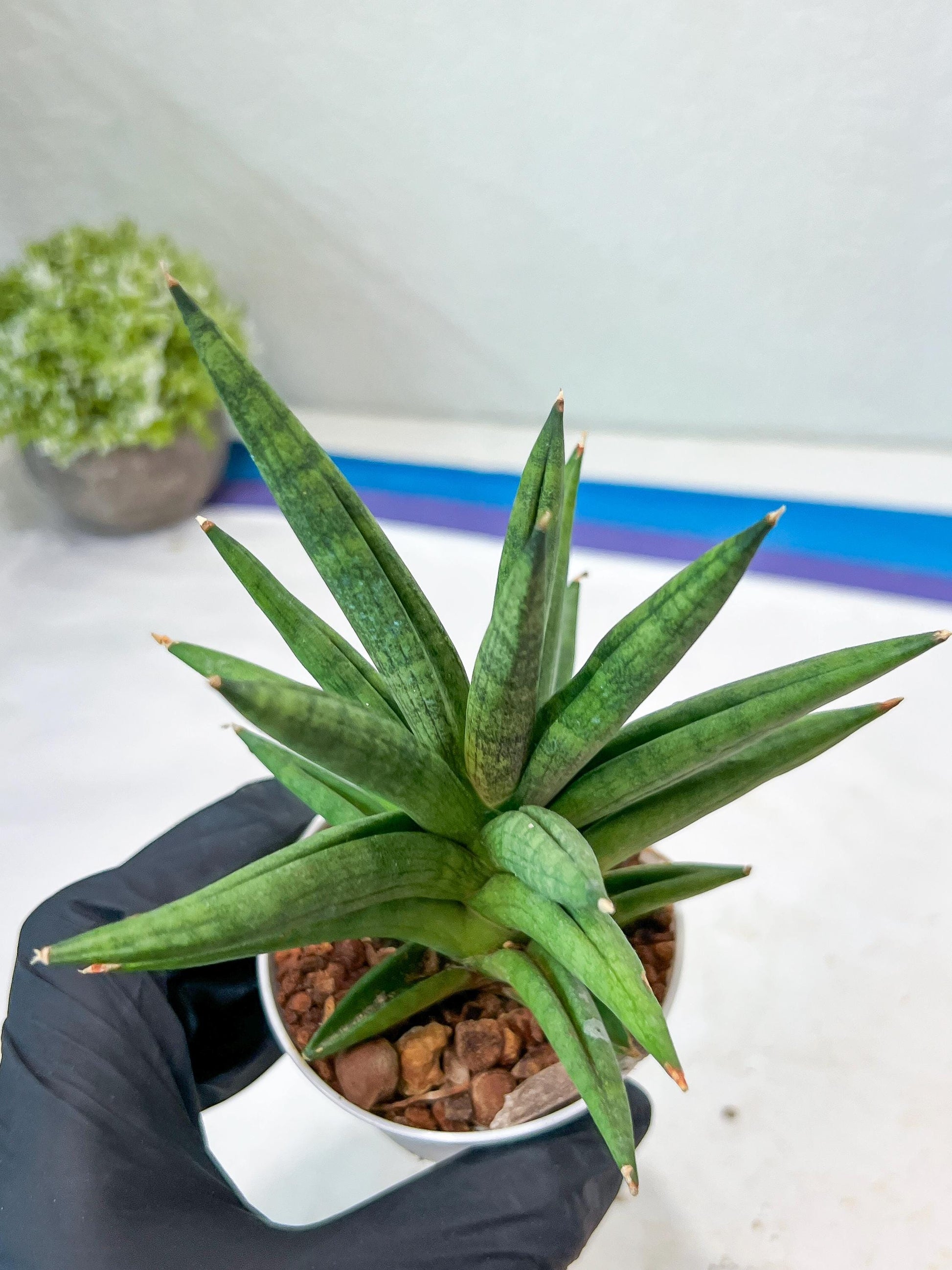Sansevieria Repeta (#AC50) | Uncover an Exotic Botanical Wonder