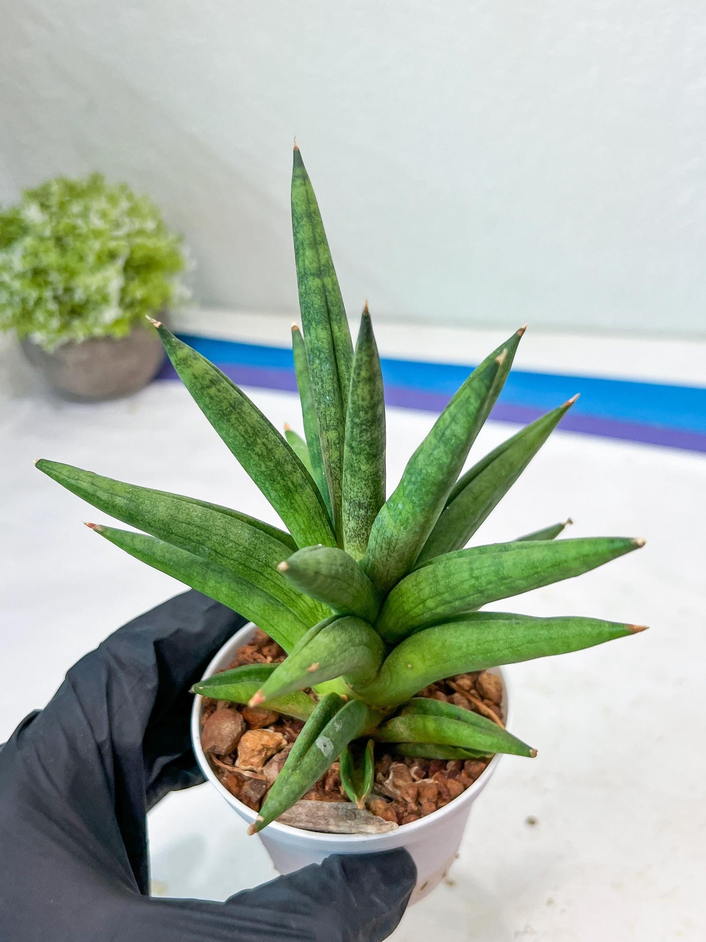 Sansevieria Repeta (#AC50) | Uncover an Exotic Botanical Wonder