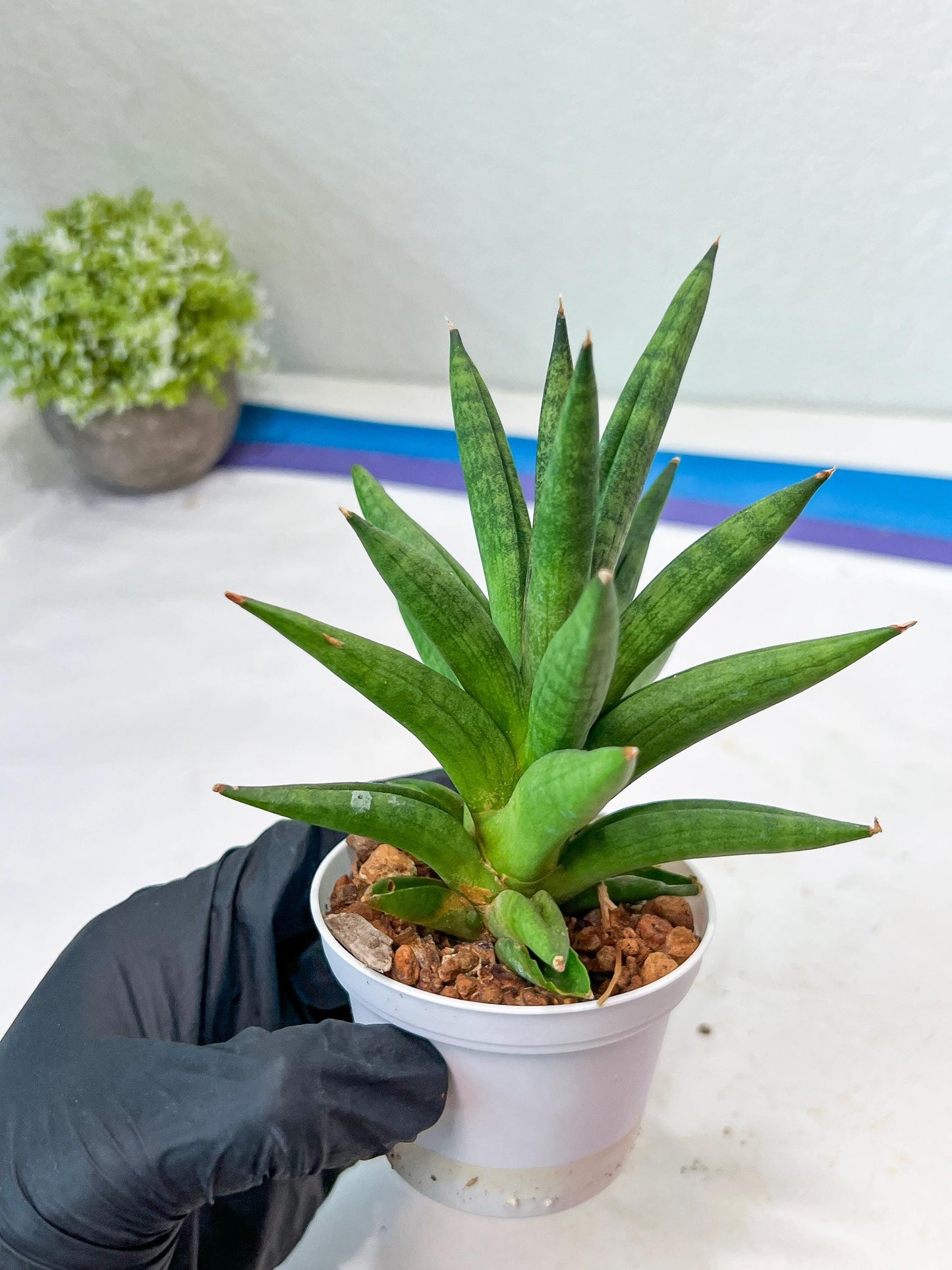 Sansevieria Repeta (#AC50) | Uncover an Exotic Botanical Wonder