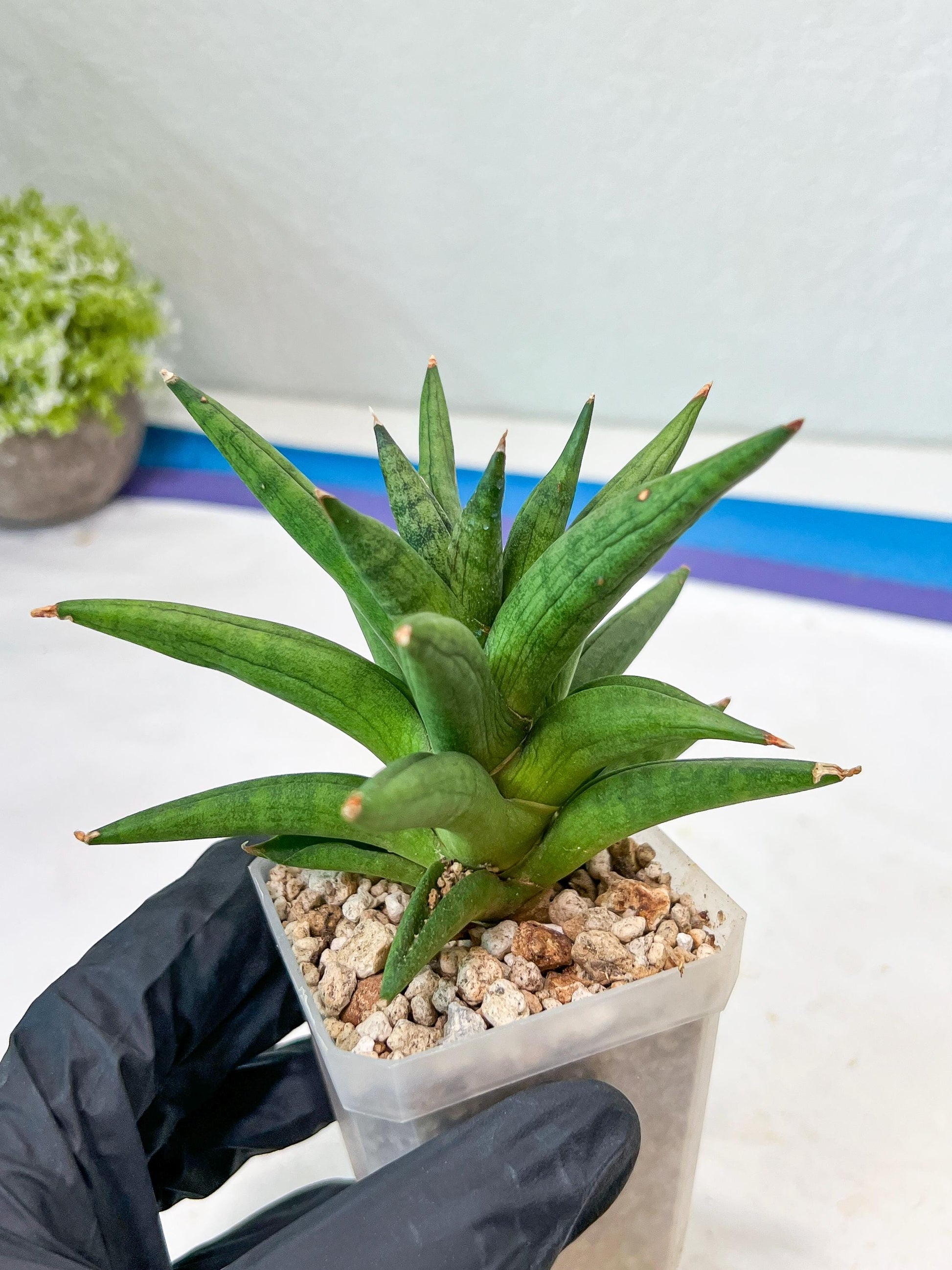 Sansevieria Repeta (#AC50) | Rare Hybrids