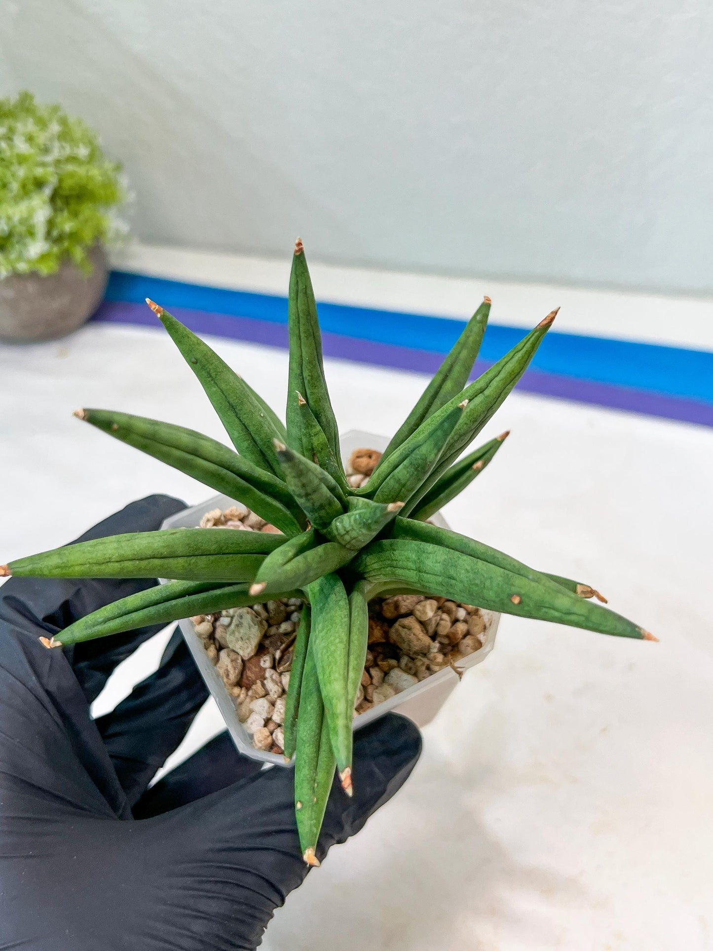 Sansevieria Repeta (#AC50) | Rare Hybrids