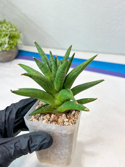 Sansevieria Repeta (#AC50) | Rare Hybrids