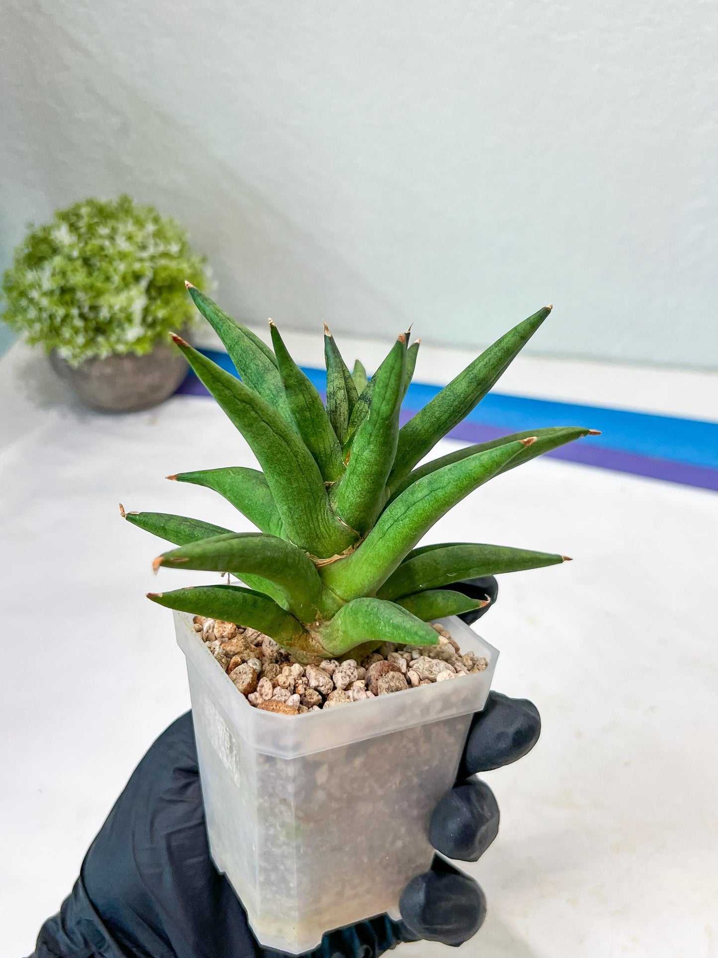 Sansevieria Repeta (#AC50) | Rare Hybrids