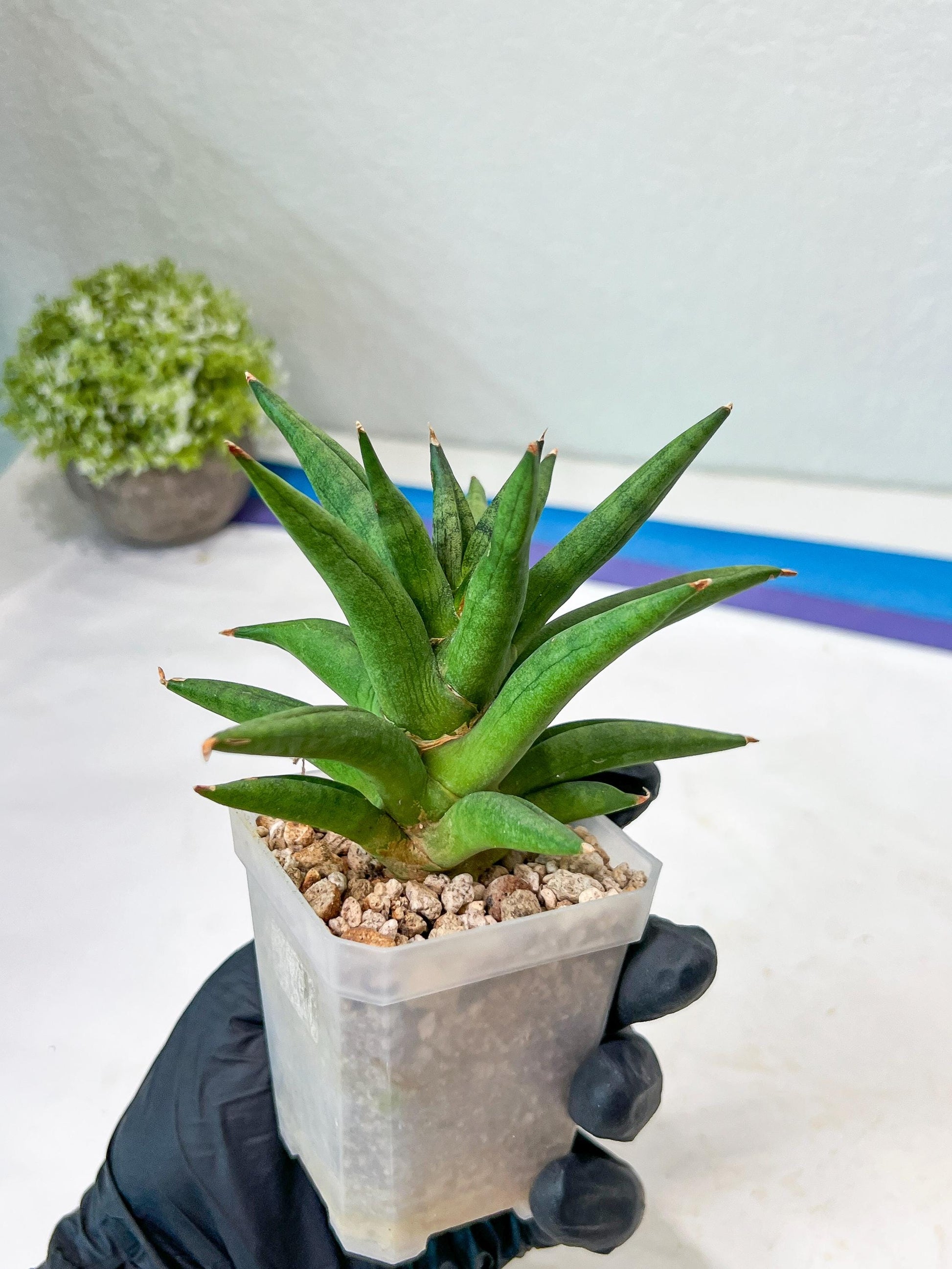 Sansevieria Repeta (#AC50) | Rare Hybrids