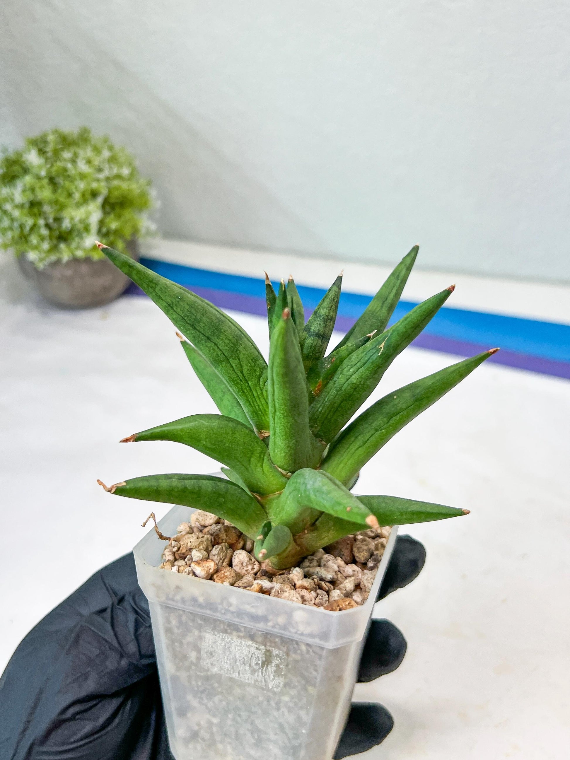 Sansevieria Repeta (#AC50) | Rare Hybrids