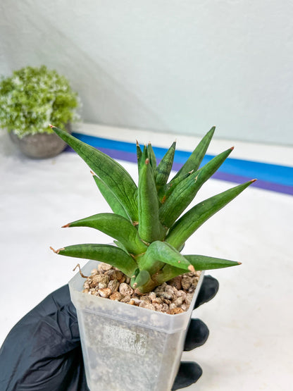 Sansevieria Repeta (#AC50) | Rare Hybrids