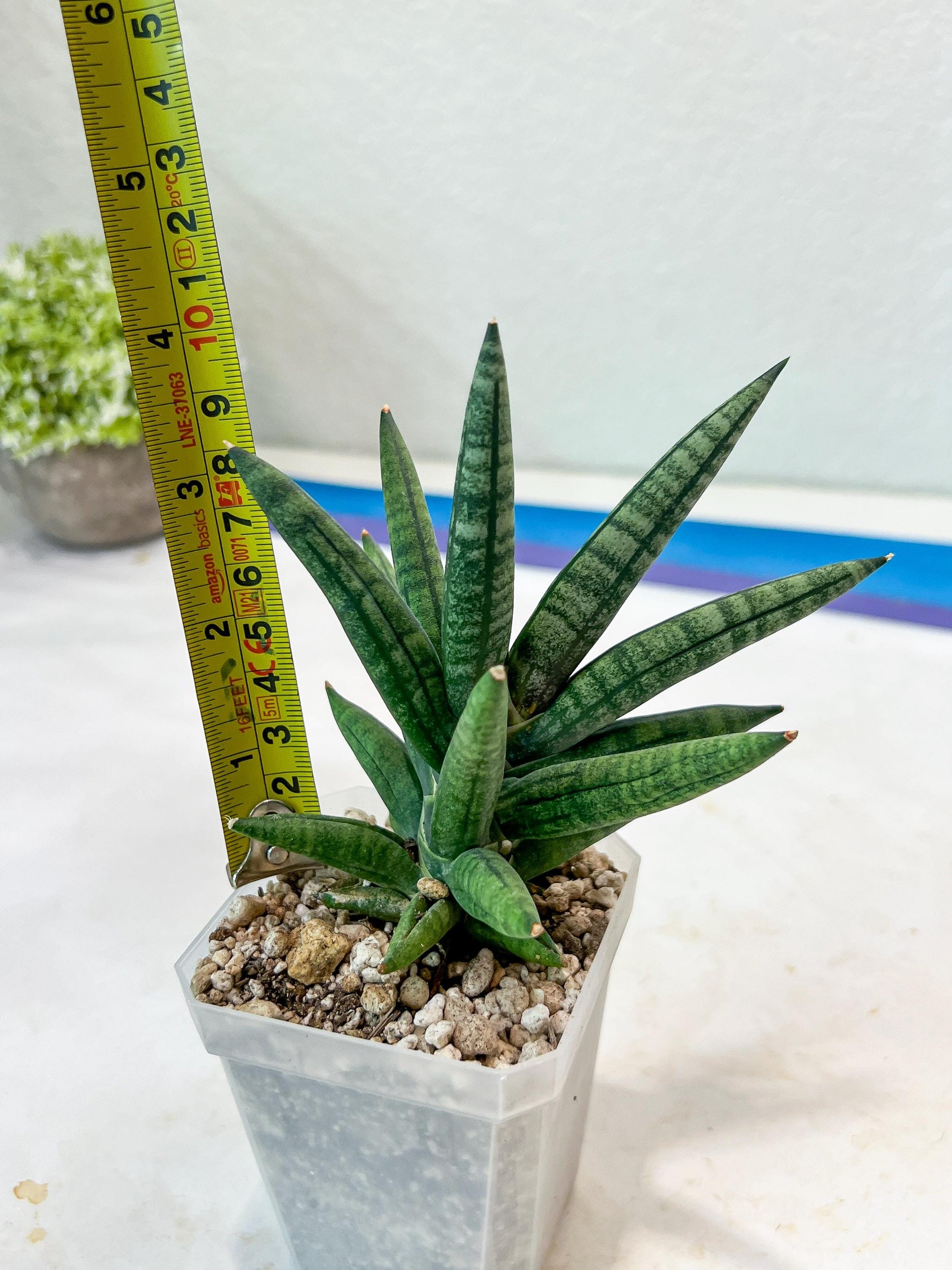 Sansevieria Argento Meloni (#AC51) | Imported Plants