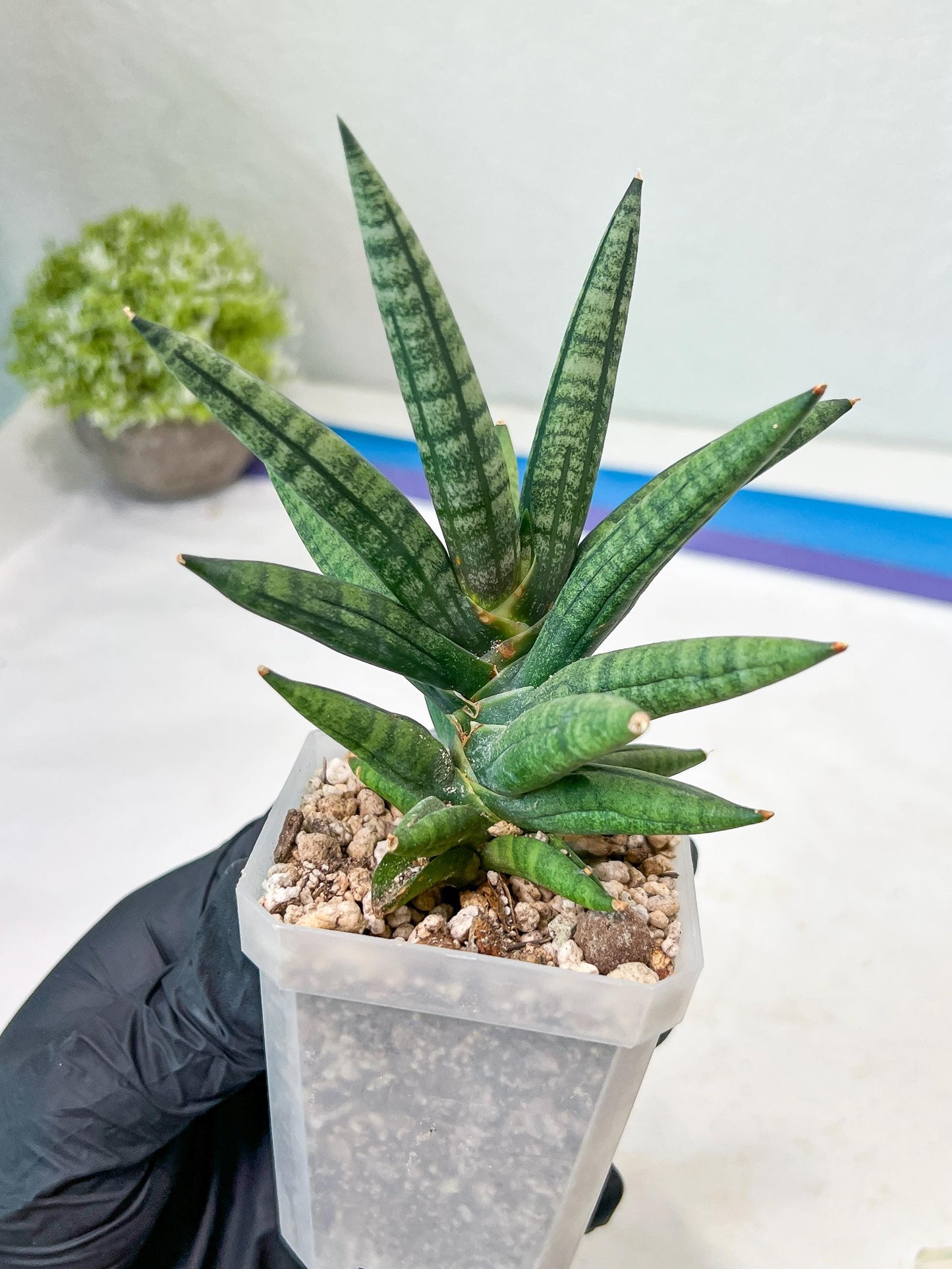 Sansevieria Argento Meloni (#AC51) | Imported Plants