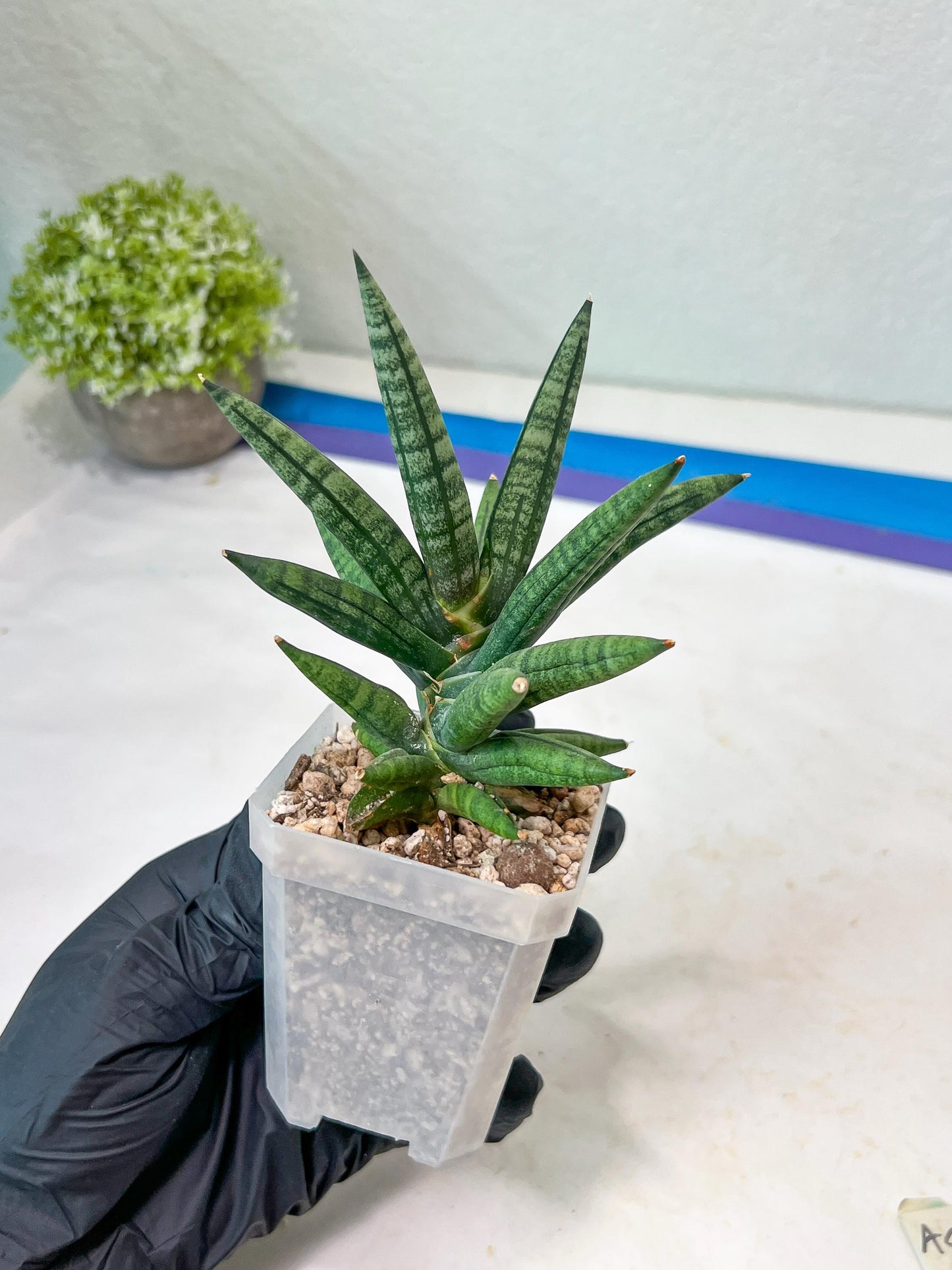Sansevieria Argento Meloni (#AC51) | Imported Plants