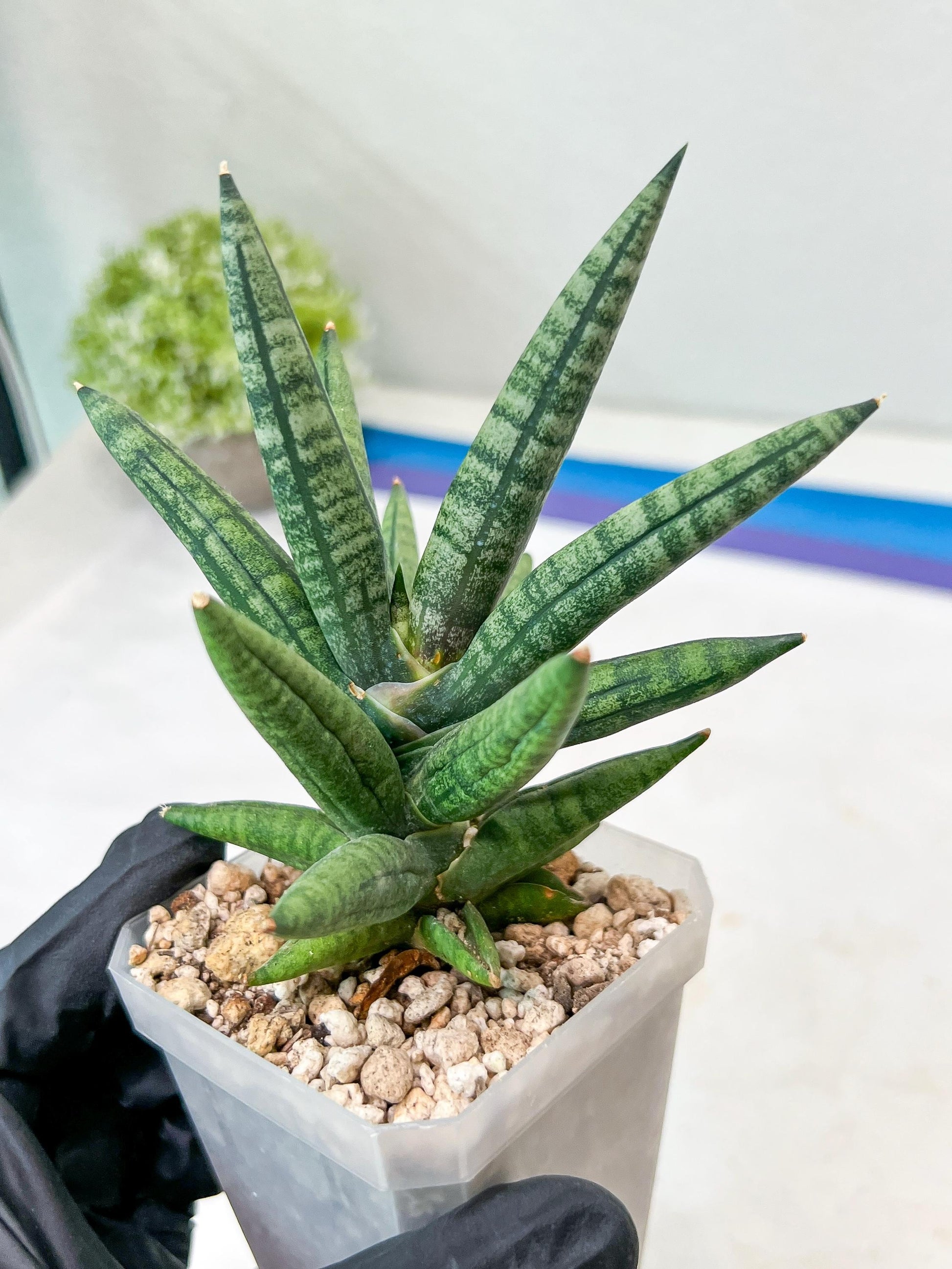 Sansevieria Argento Meloni (#AC51) | Imported Plants