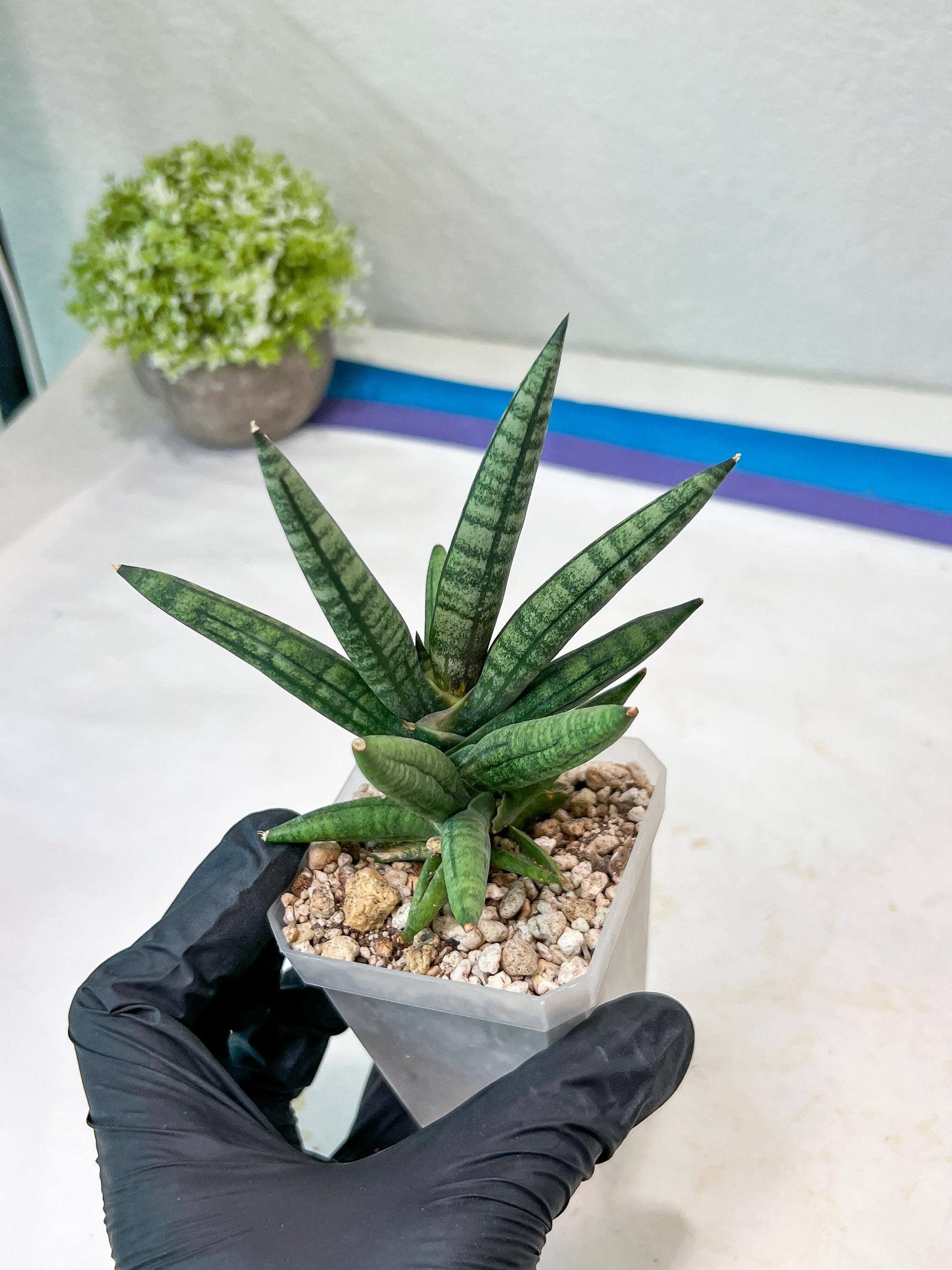 Sansevieria Argento Meloni (#AC51) | Imported Plants