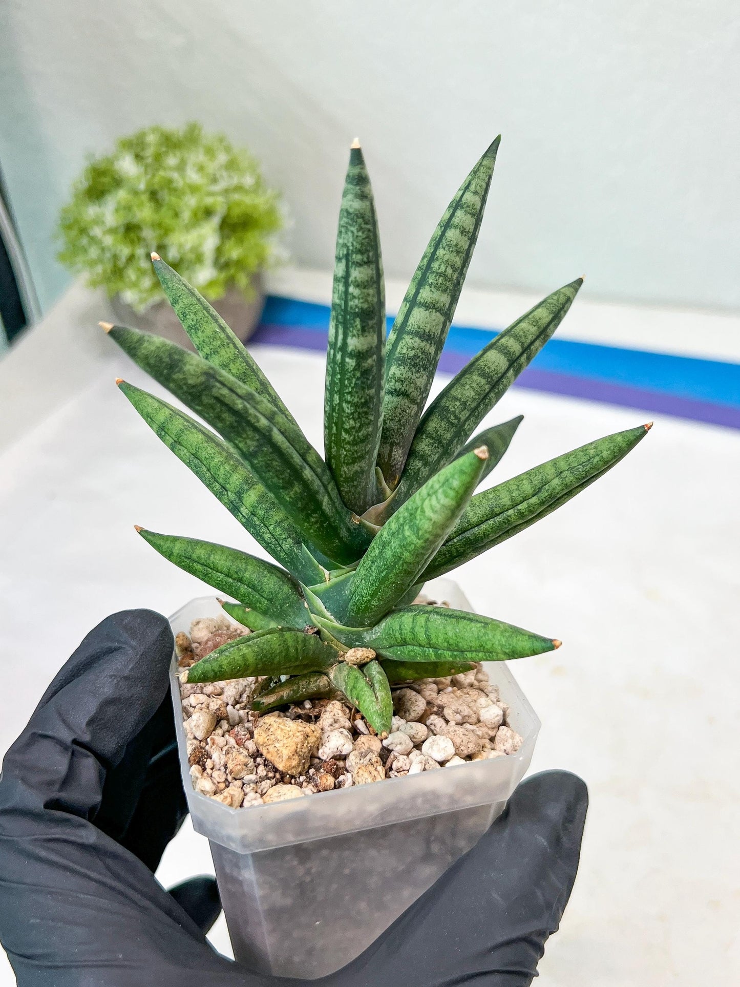 Sansevieria Argento Meloni (#AC51) | Imported Plants