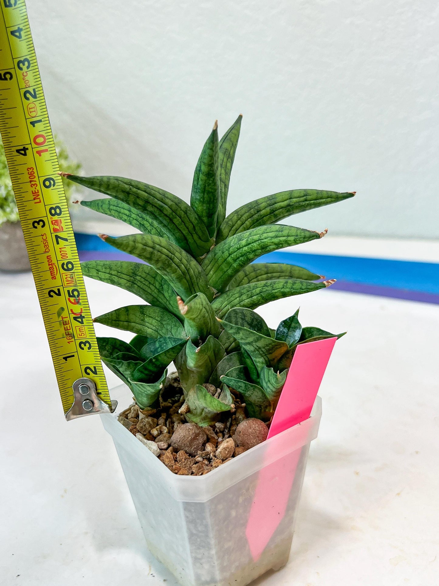 Sansevieria Ch Enanansi (#AC52) | Rare Imported Snake Plants