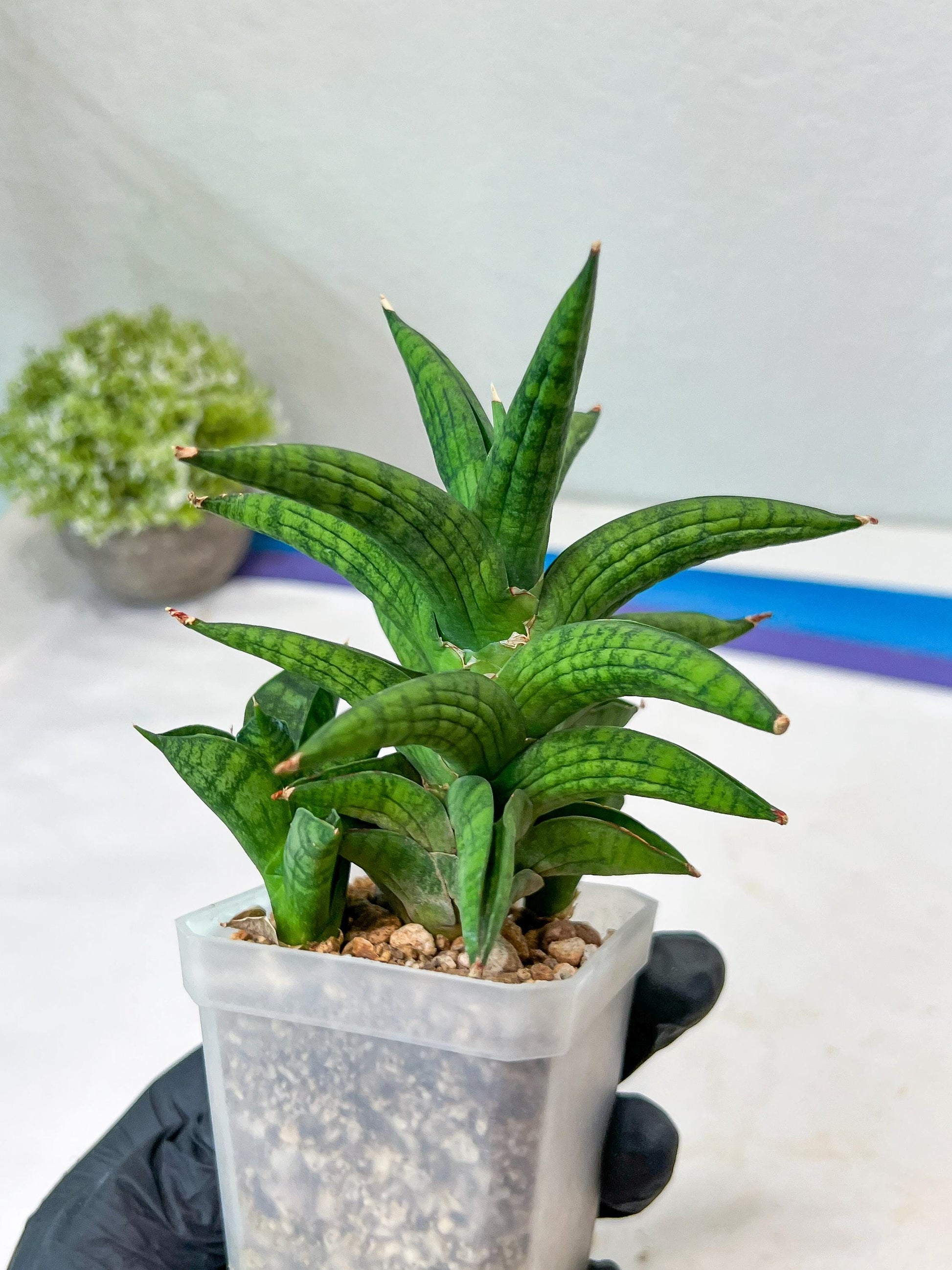 Sansevieria Ch Enanansi (#AC52) | Rare Imported Snake Plants