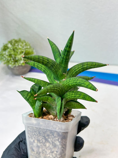 Sansevieria Ch Enanansi (#AC52) | Rare Imported Snake Plants