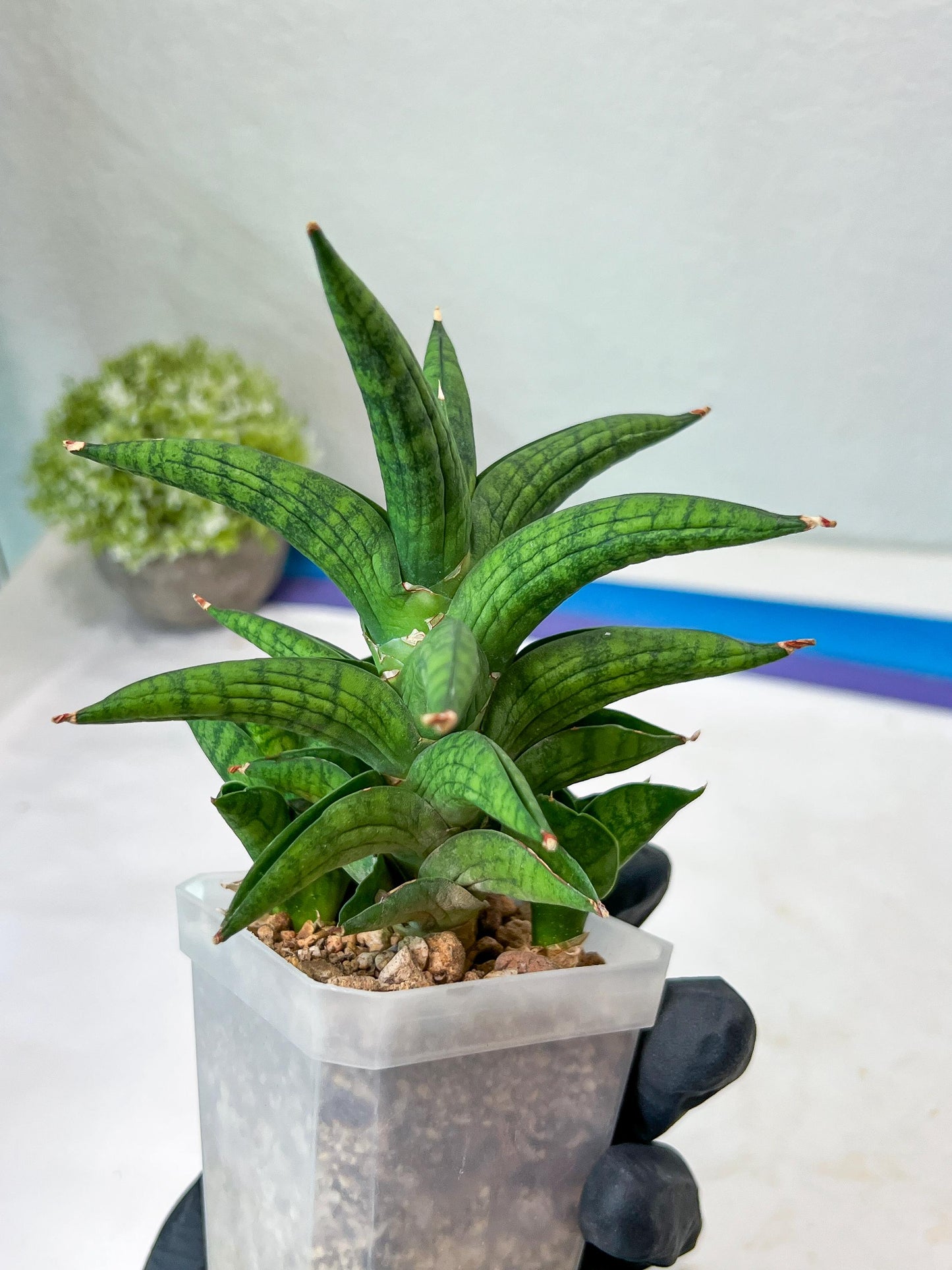 Sansevieria Ch Enanansi (#AC52) | Rare Imported Snake Plants