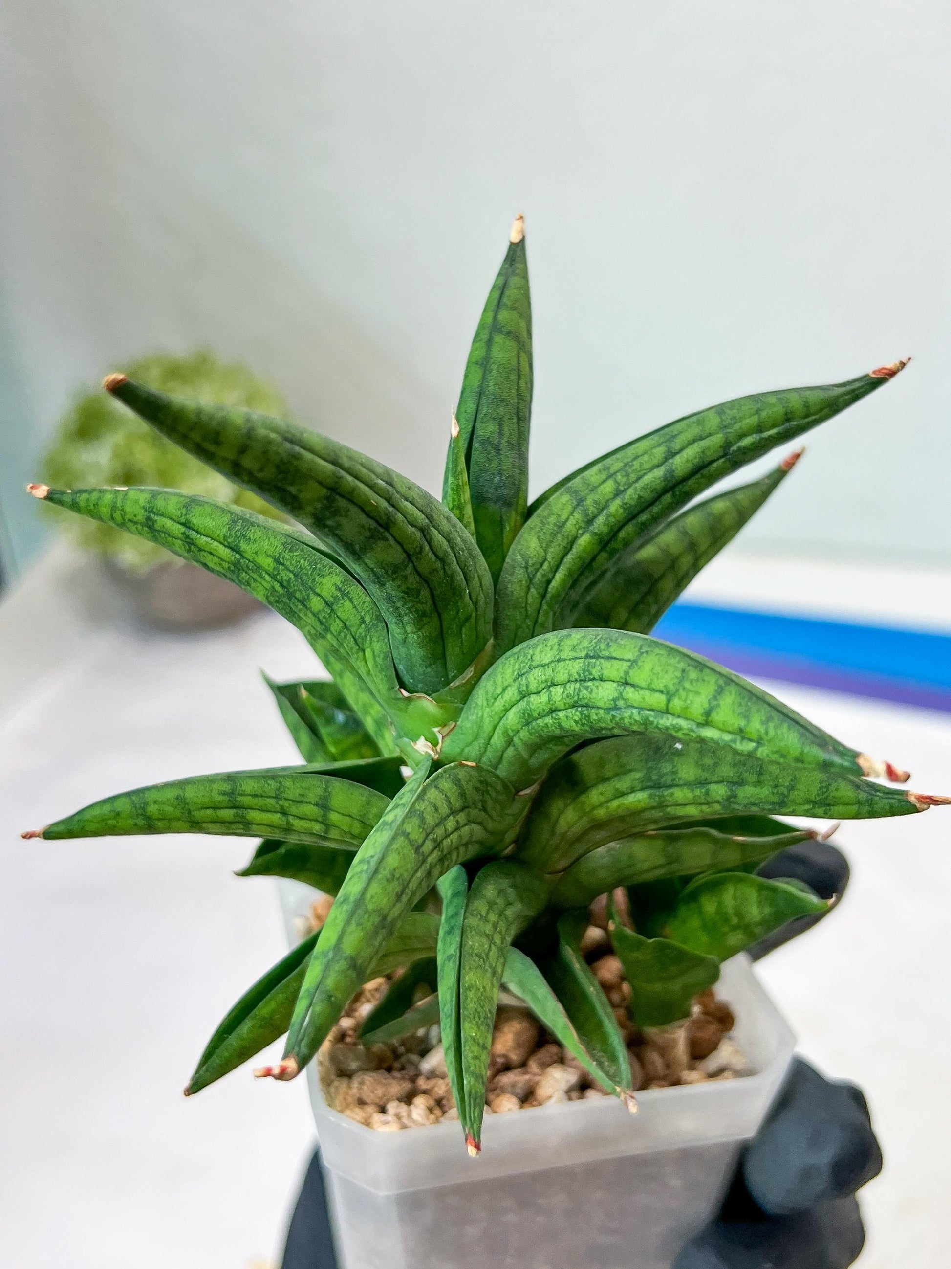Sansevieria Ch Enanansi (#AC52) | Rare Imported Snake Plants