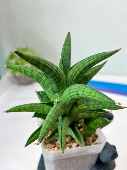 Sansevieria Ch Enanansi (#AC52) | Rare Imported Snake Plants