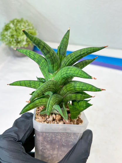 Sansevieria Ch Enanansi (#AC52) | Rare Imported Snake Plants