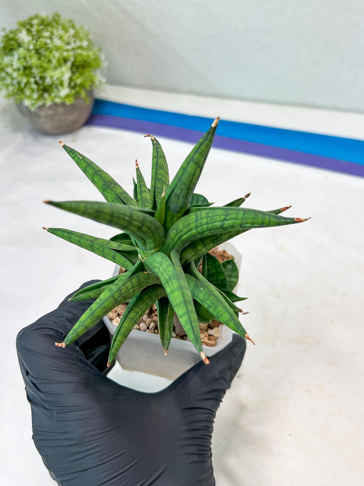 Sansevieria Ch Enanansi (#AC52) | Rare Imported Snake Plants