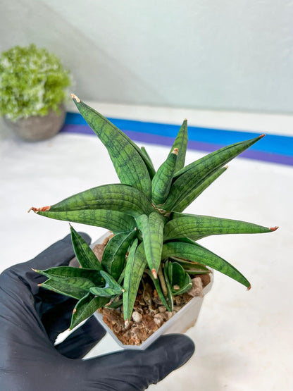 Sansevieria Ch Enanansi (#AC52) | Rare Imported Snake Plants