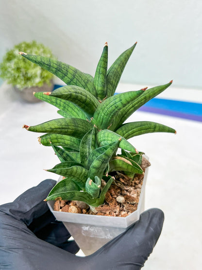 Sansevieria Ch Enanansi (#AC52) | Rare Imported Snake Plants