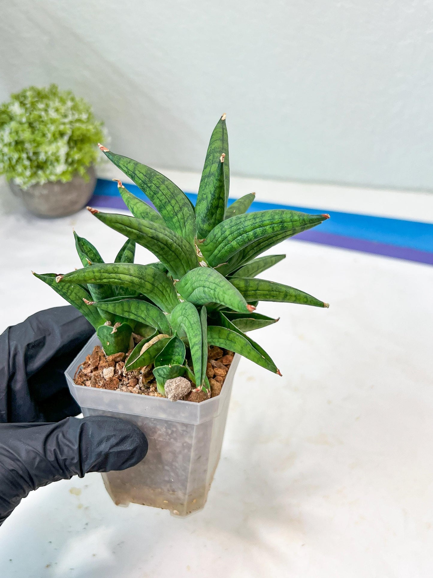 Sansevieria Ch Enanansi (#AC52) | Rare Imported Snake Plants
