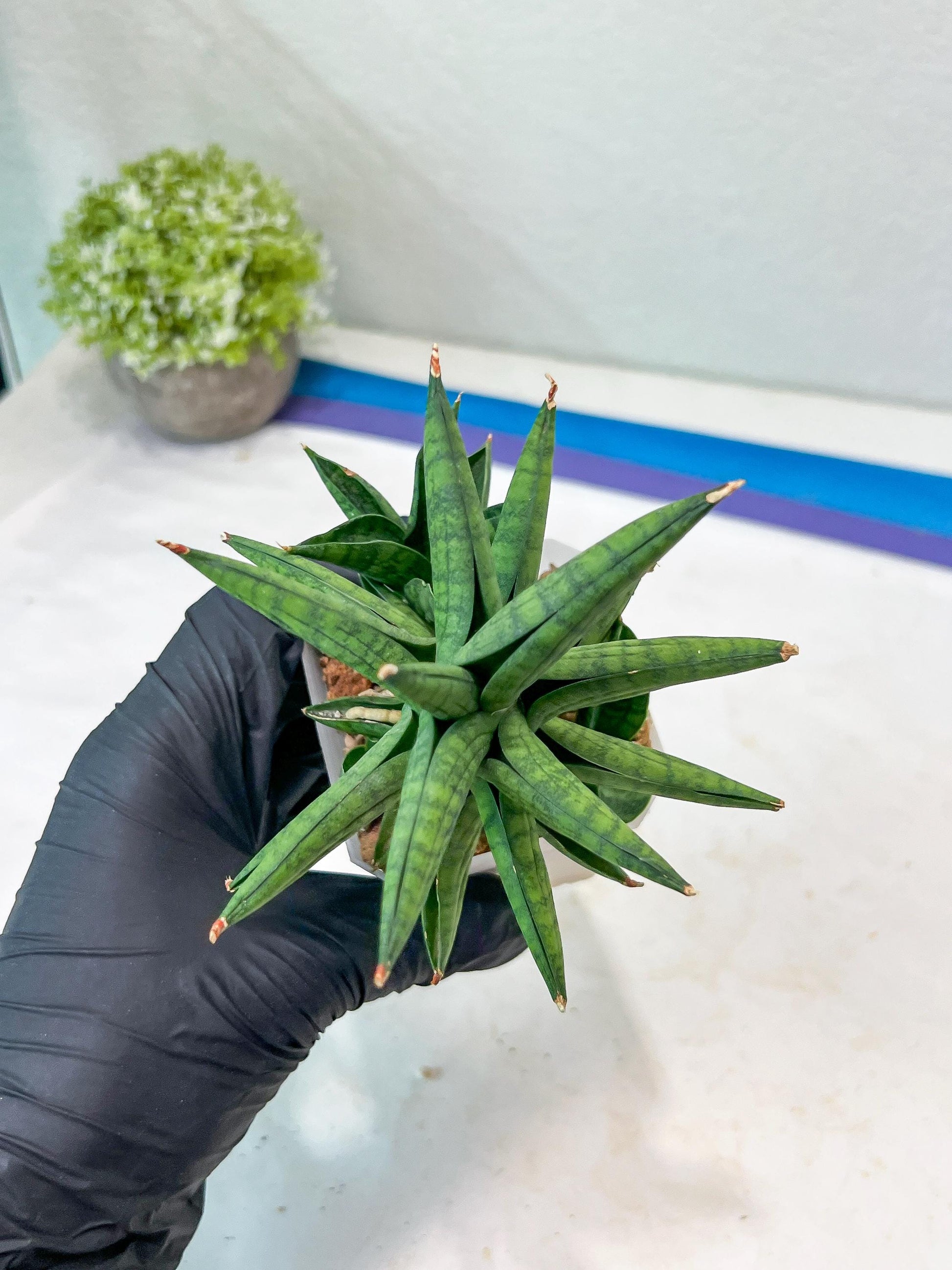 Sansevieria Ch Enanansi (#AC52) | Rare Imported Snake Plants