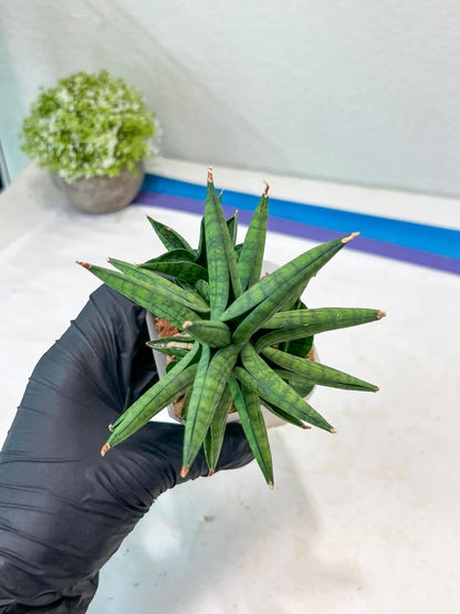 Sansevieria Ch Enanansi (#AC52) | Rare Imported Snake Plants