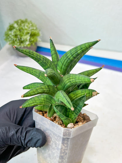 Sansevieria Ch Enanansi (#AC52) | Rare Imported Snake Plants