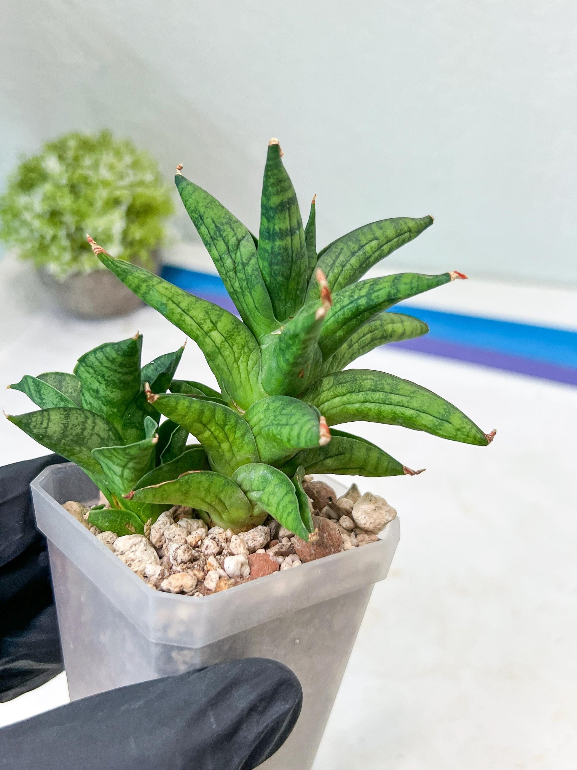 Sansevieria Ch Enanansi (#AC52) | Rare Imported Snake Plants
