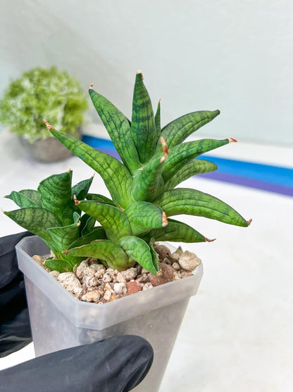 Sansevieria Ch Enanansi (#AC52) | Rare Imported Snake Plants