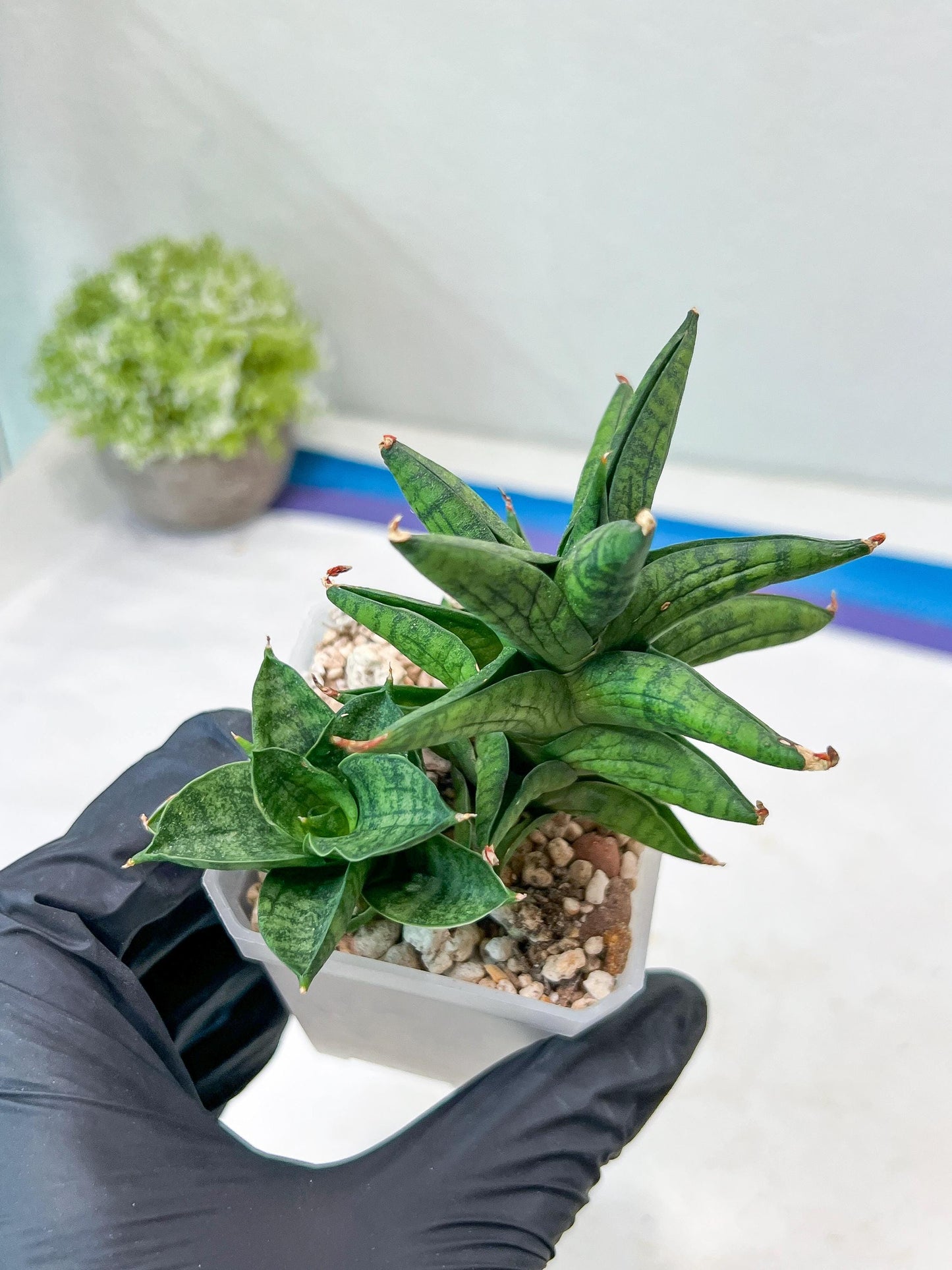 Sansevieria Ch Enanansi (#AC52) | Rare Imported Snake Plants