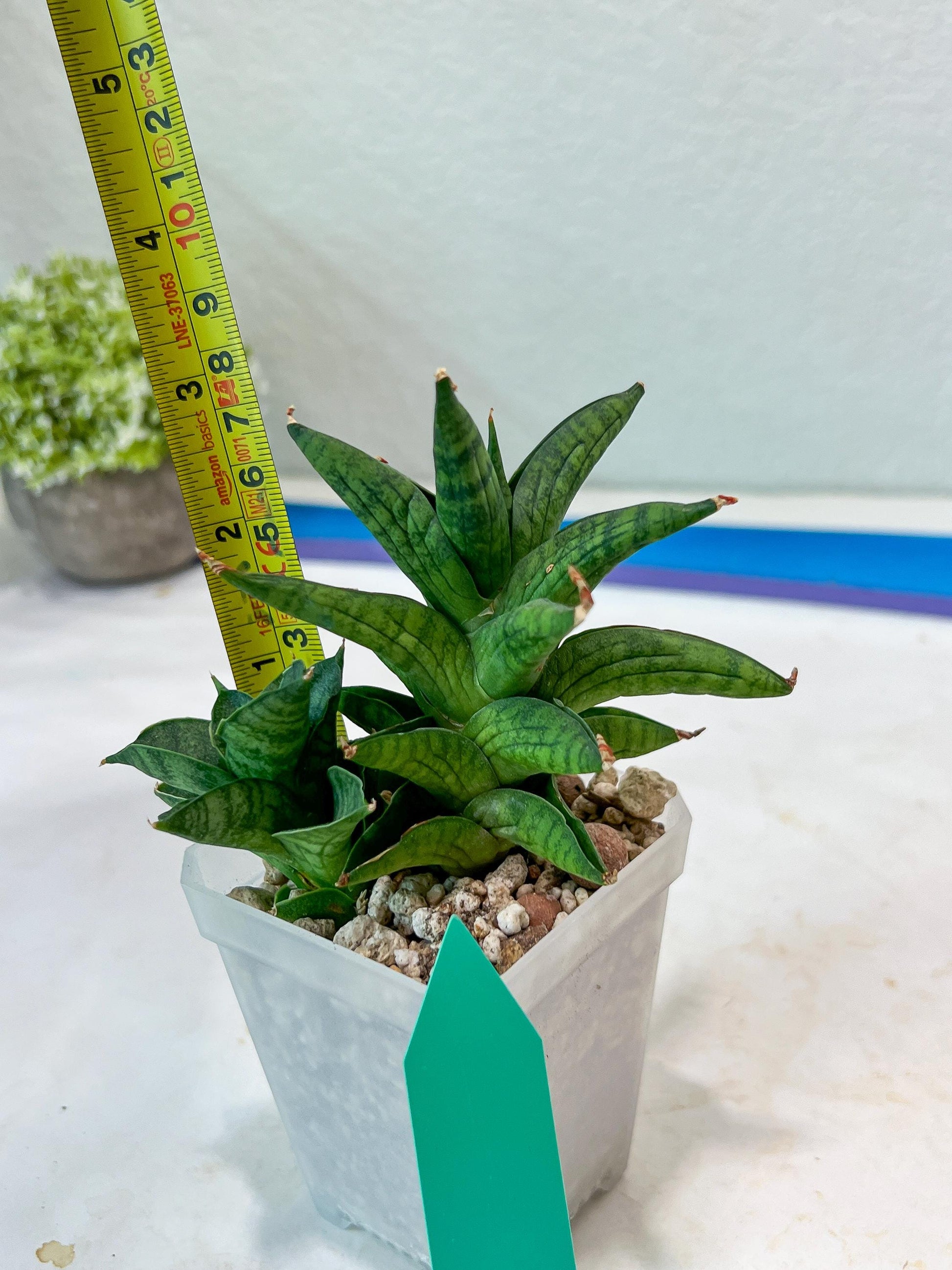 Sansevieria Ch Enanansi (#AC52) | Rare Imported Snake Plants