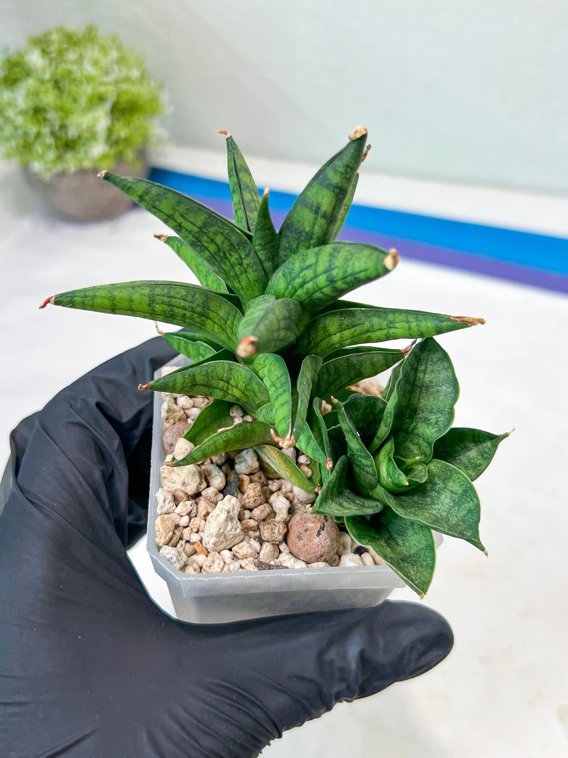 Sansevieria Ch Enanansi (#AC52) | Rare Imported Snake Plants