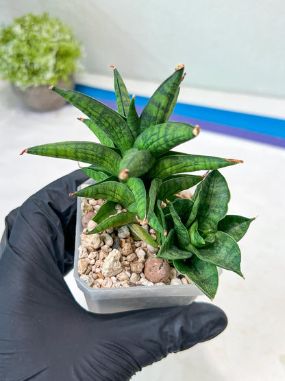 Sansevieria Ch Enanansi (#AC52) | Rare Imported Snake Plants