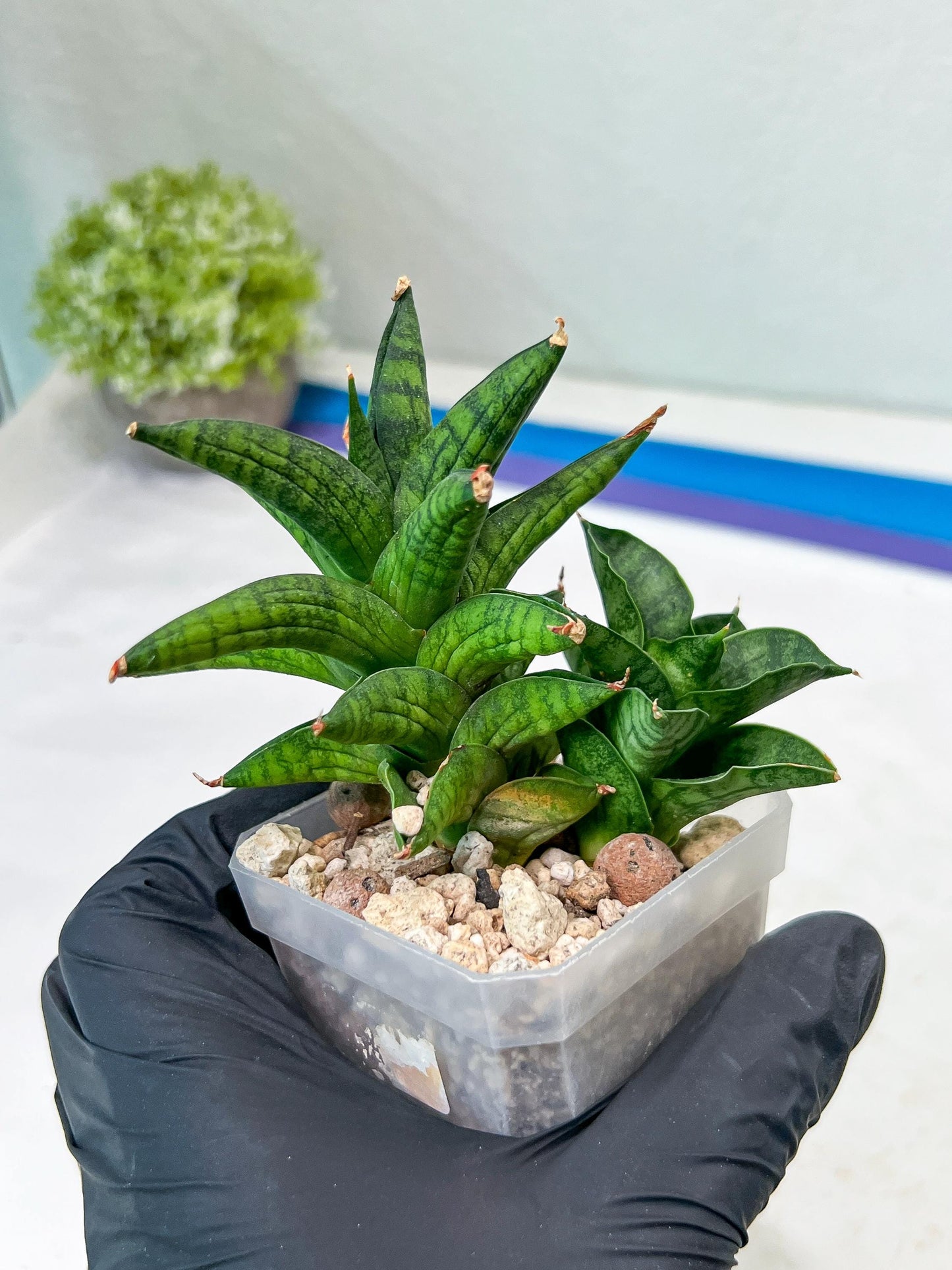 Sansevieria Ch Enanansi (#AC52) | Rare Imported Snake Plants