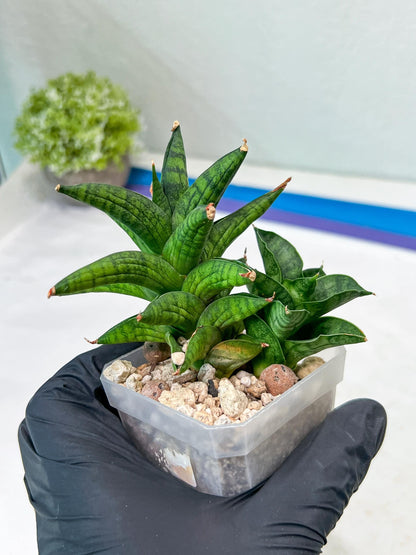 Sansevieria Ch Enanansi (#AC52) | Rare Imported Snake Plants