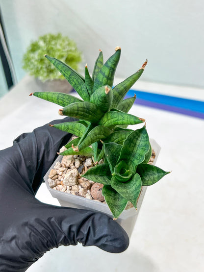 Sansevieria Ch Enanansi (#AC52) | Rare Imported Snake Plants
