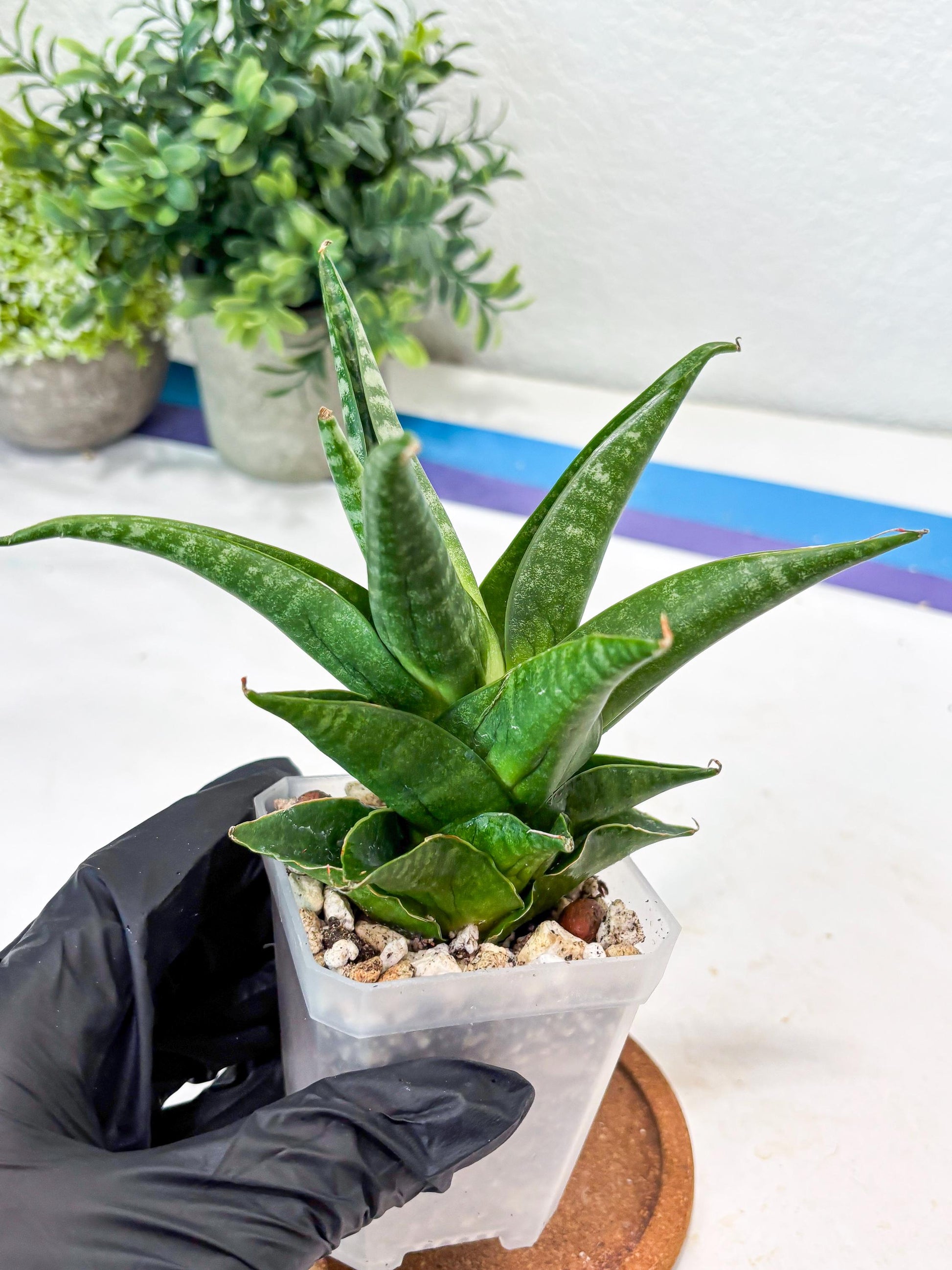 Sansevieria Black Pat (#Ba51) | Imported Plant