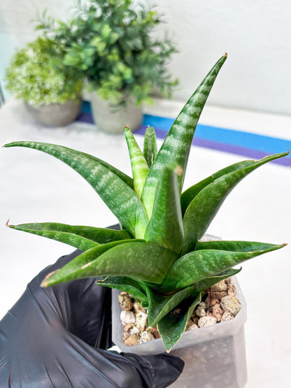 Sansevieria Black Pat (#Ba51) | Imported Plant