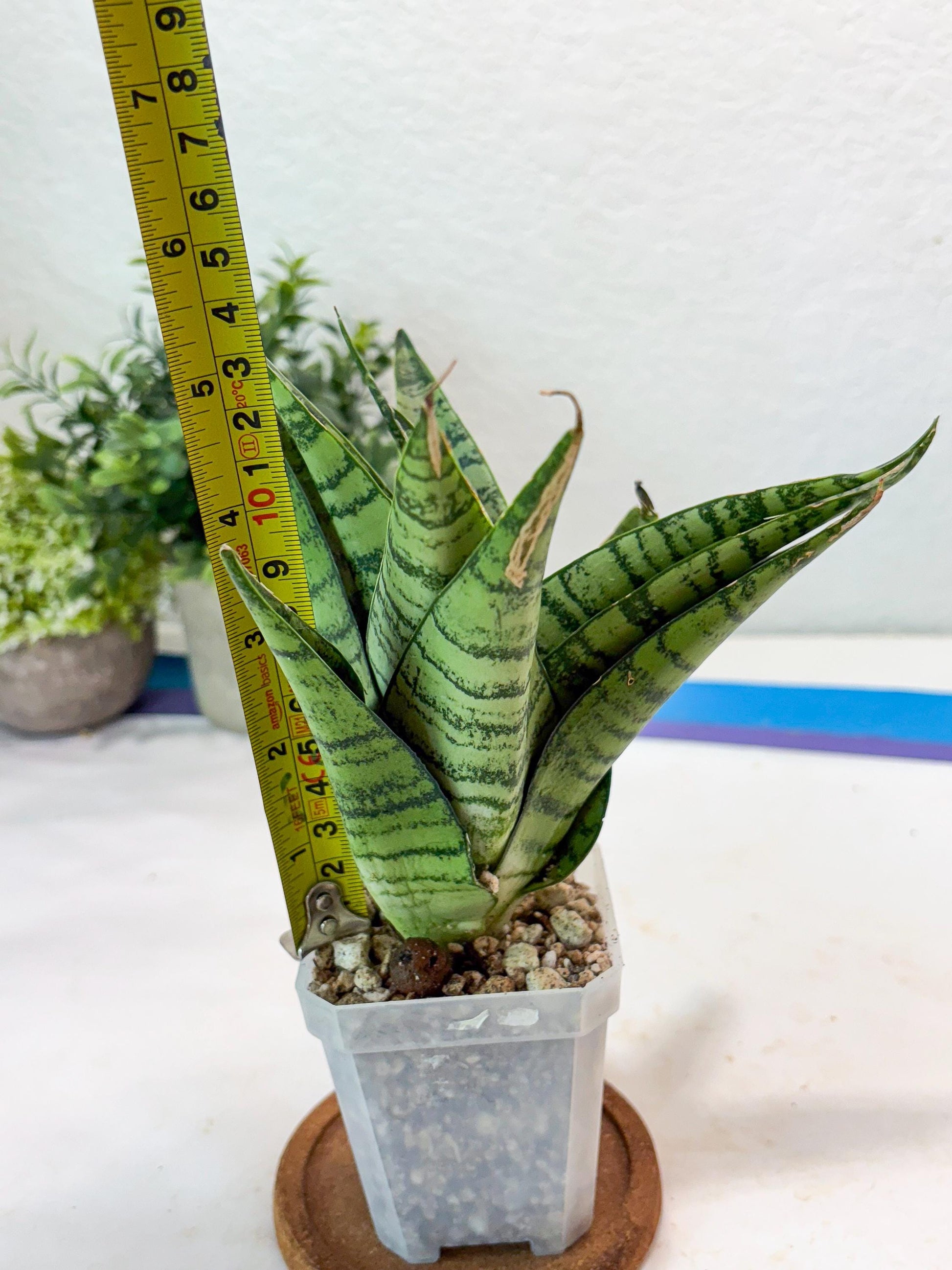 Sansevieria Emerly (#Ba53) | Imported Plant