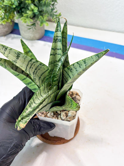 Sansevieria Emerly (#Ba53) | Imported Plant