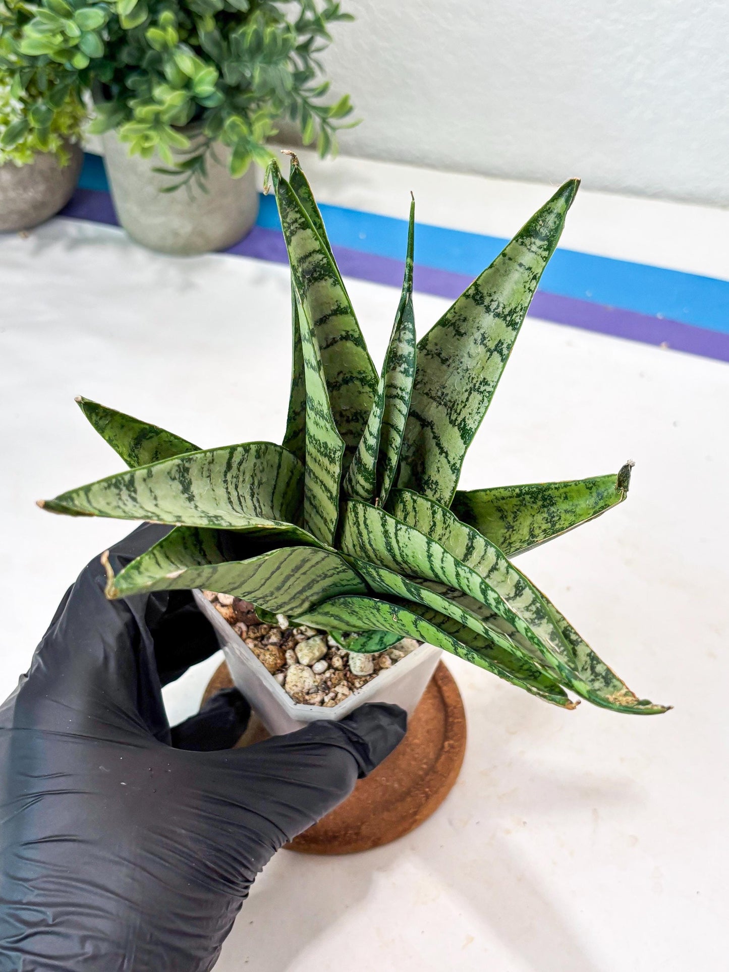 Sansevieria Emerly (#Ba53) | Imported Plant